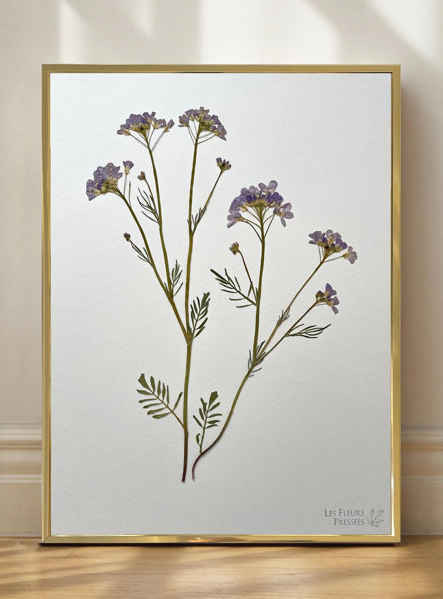 Herbier Cardamine des prés #1-Les Fleurs Pressées-Jardiniste