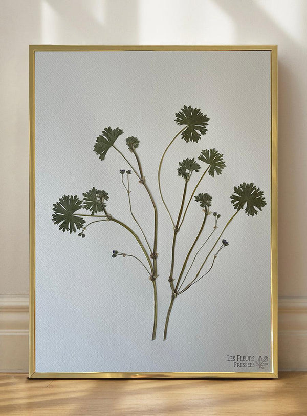 Herbier Géranium sauvage #3-Les Fleurs Pressées-Jardiniste