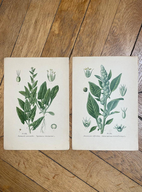 Antique Botanical Prints - Set of 2