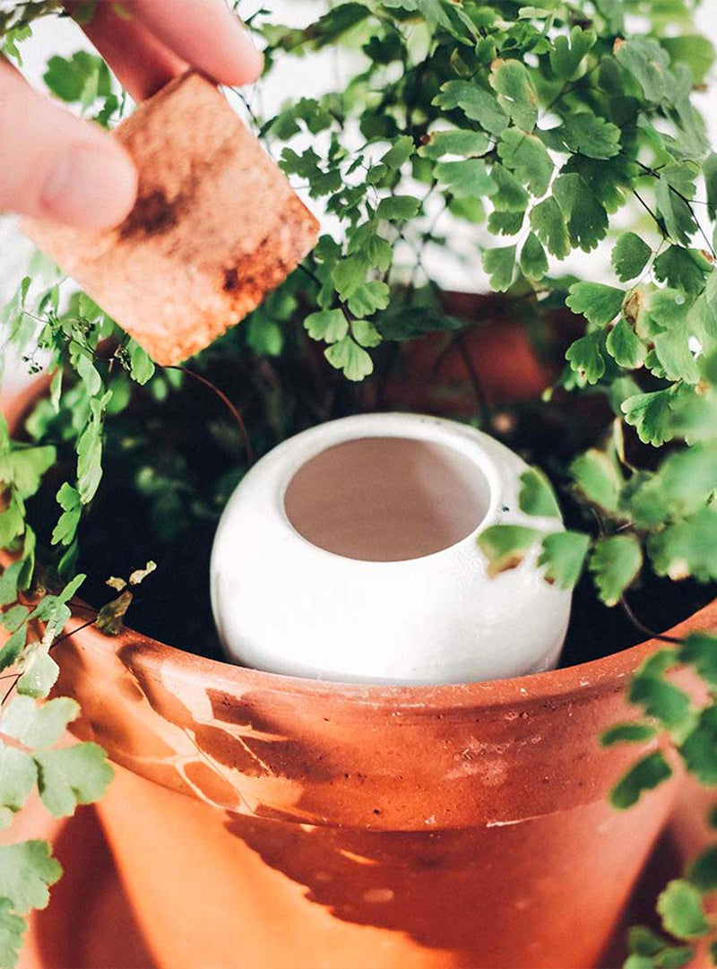 Olla en terre cuite Blanc - Irrigation plantes en pot-Pepin-Jardiniste