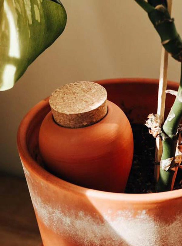 Olla en terre cuite - Irrigation plantes en pot