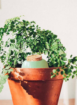 Olla en terre cuite vert amande - Irrigation plantes en pot-Pepin-Jardiniste
