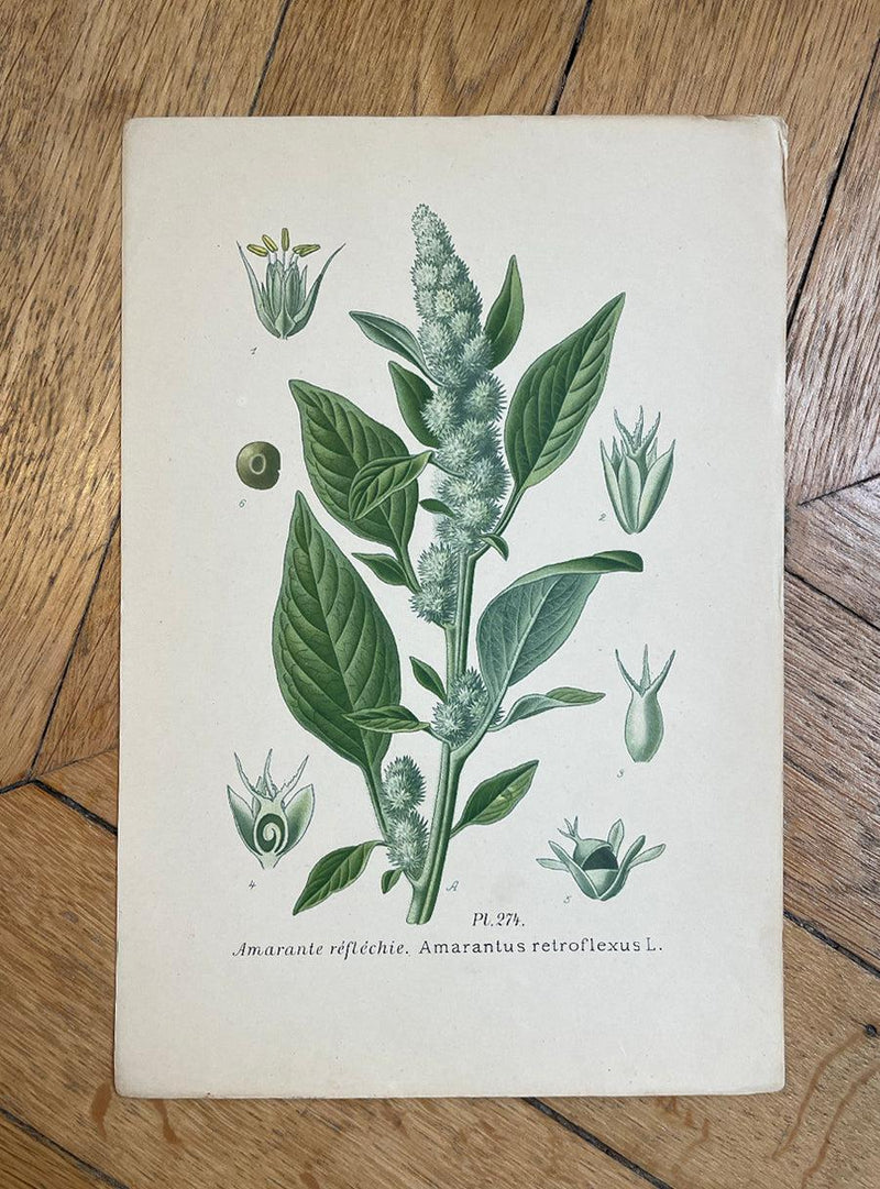 Antique Botanical Prints - Set of 2