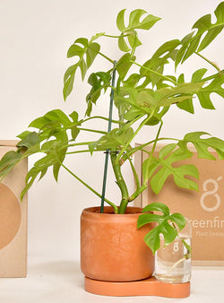 Duo Pot autonome en terre cuite & Vase pour boutures-Greenfinity-Jardiniste