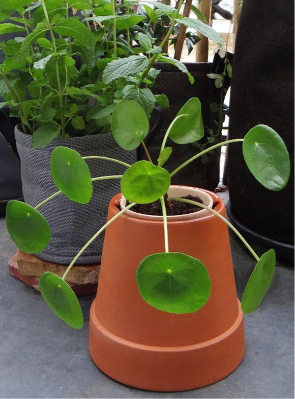 Pot autonome en terre cuite-Boskke-Jardiniste