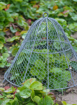 Cloche grillagée protection des plants au potager