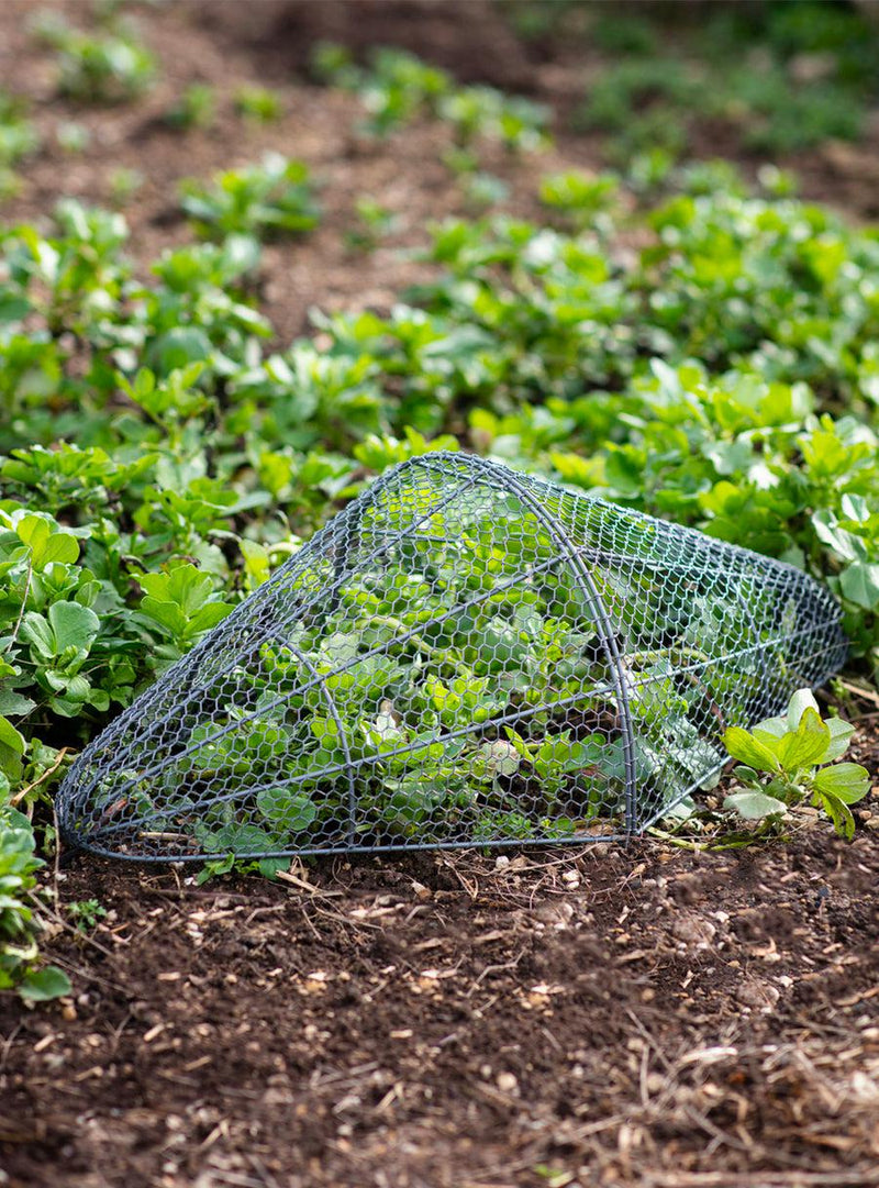 Grande cloche de jardin grillagée-Garden Trading-Jardiniste