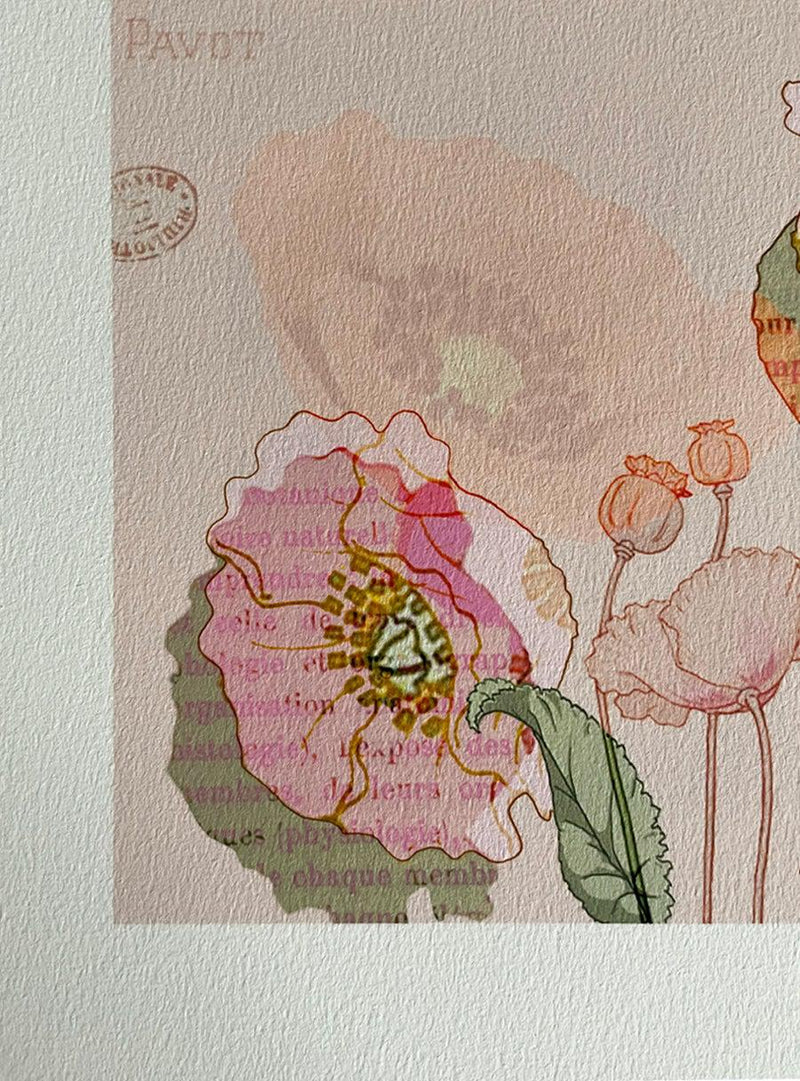 Illustration - Fleur de Pavot-Les Fleurs Pressées-Jardiniste