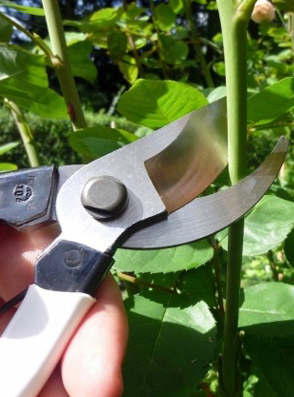 Okatsune 104 Japanese Secateurs for large hands