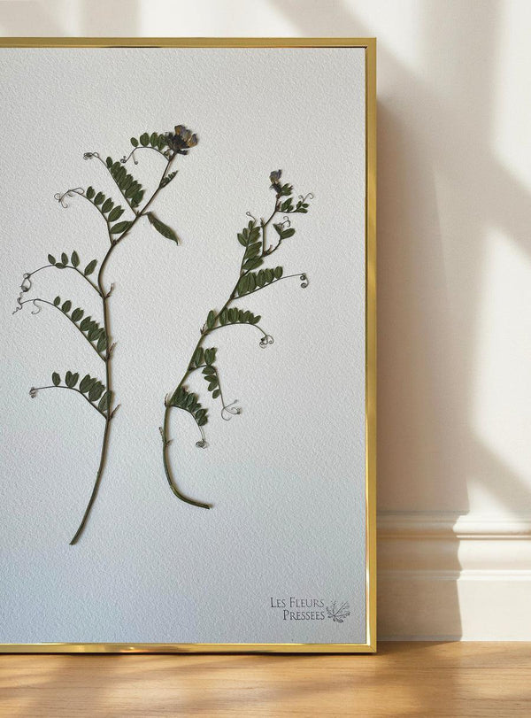 Herbier Vesce des haies #1-Les Fleurs Pressées-Jardiniste
