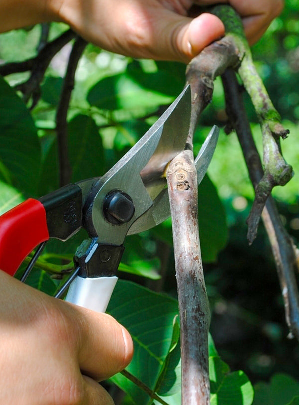 Okatsune 101 Japanese Secateurs for small hands