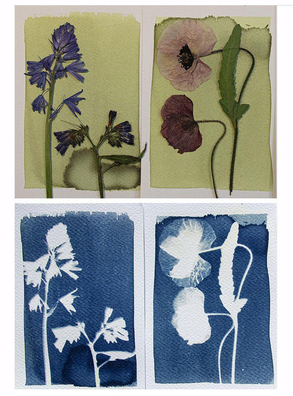 Coffret Création - Cyanotypes-Botanopia-Jardiniste