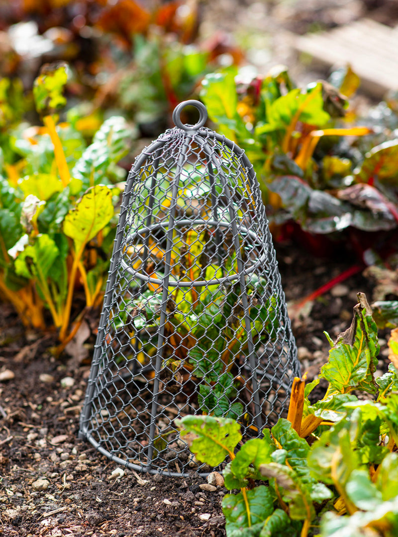 Garden Cloche - Diameter 21 cm